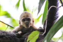A baby white-faced capuchin monkey in Manuel Antonio National Park, Costa Rica