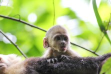 A baby white-faced capuchin monkey in Manuel Antonio National Park, Costa Rica